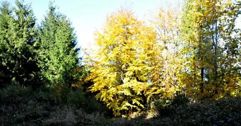 Autumn Stock Photos