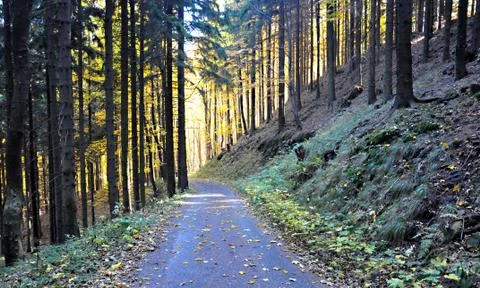 Autumn Foto stock