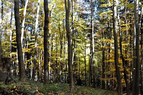 Autumn Stock Photos