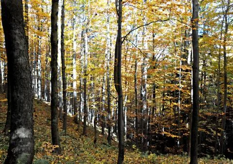 Autumn Stock Photos