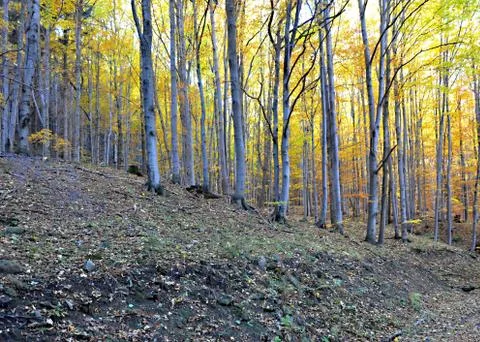 Autumn Foto stock