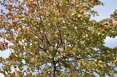 Autumn Stock Photos