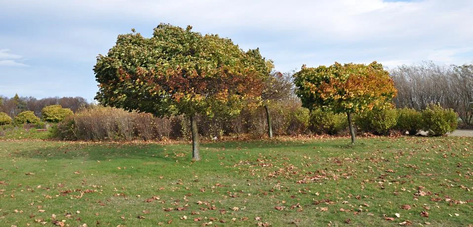 Autumn Stock Photos