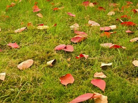 Autumn Stock Photos