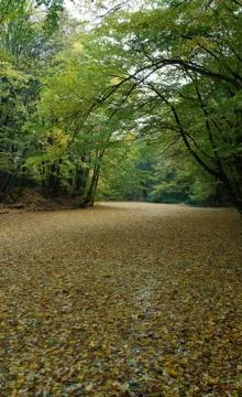  autumn Stock Photos