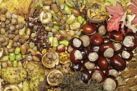 Autumn Stock Photos