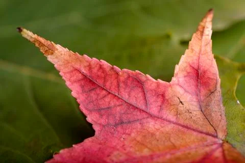 Autumn Stock Photos