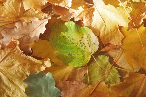 Autumn Stock Photos
