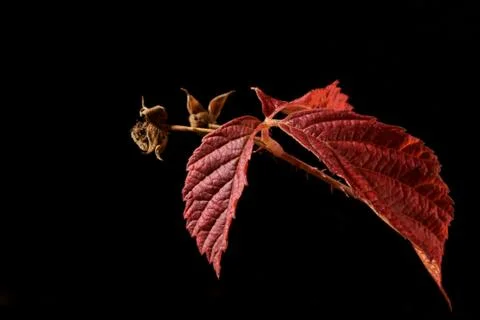 Autumn Stock Photos