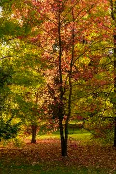 Autumn Stock-Fotos