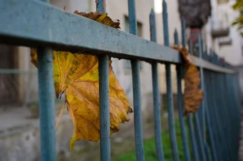 Autumn Stock Photos
