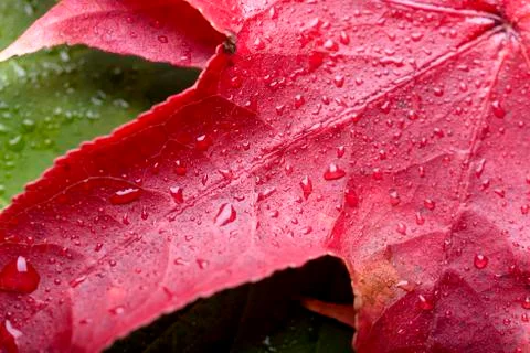 Autumn Stock Photos