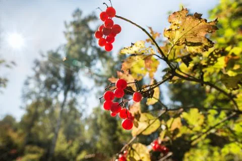 Autumn 스톡 사진