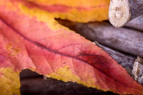 Autumn Fotos Stock