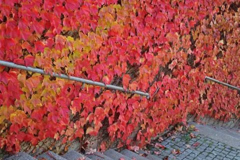 In autumn 写真素材