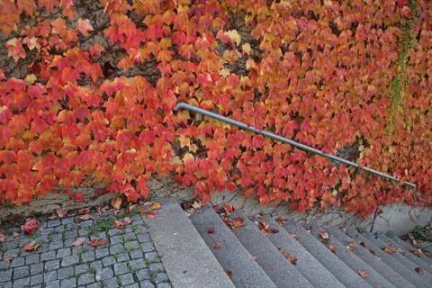 Autumn 写真素材