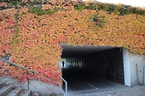 Autumn 写真素材