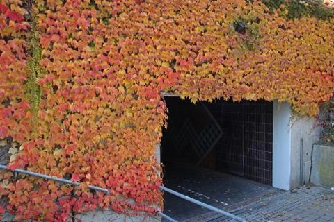Autumn 写真素材