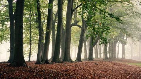 Autumn Stock Photos