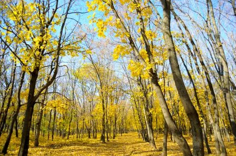 Autumn Stock Photos