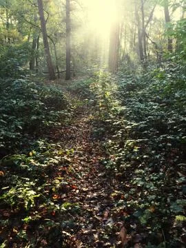 Autumn 写真素材