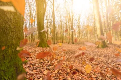Autumn Stock Photos