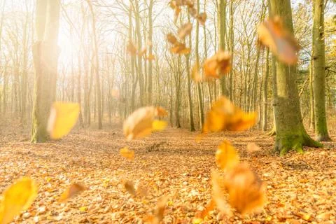 Autumn Foto stock