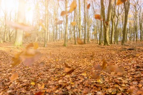 Autumn Stock Photos