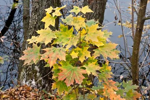 Autumn. Stock Photos