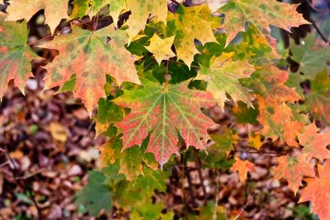 Autumn. Stock Photos