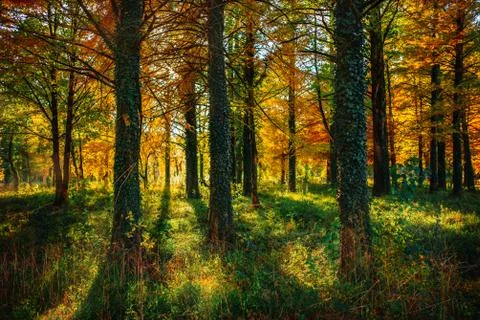 Autumn Stock Photos