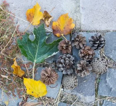 Autumn Stock Photos