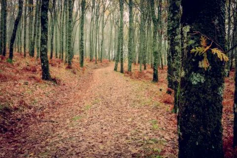 Autumn Stock Photos