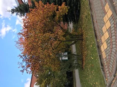 Autumn Stock Photos