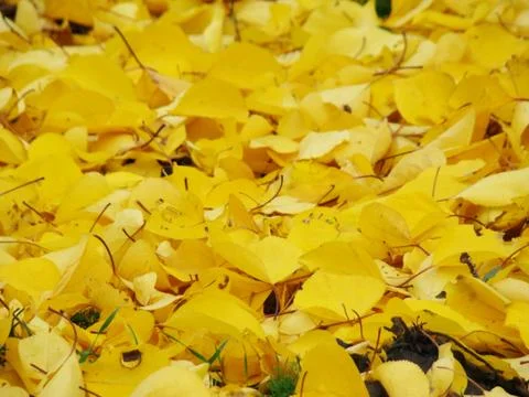 Autumn Stock Photos