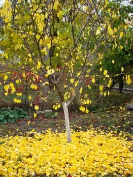 Autumn Stock Photos