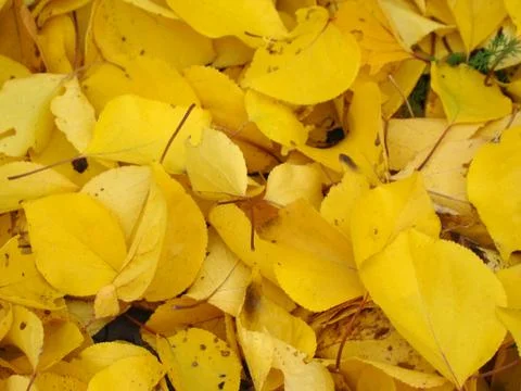 Autumn Stock-Fotos