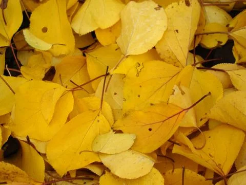 Autumn Foto stock