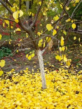 Autumn Foto stock