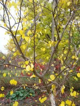 Autumn Stock Photos