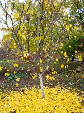 Autumn Stock Photos