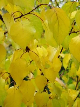 Autumn Stock Photos