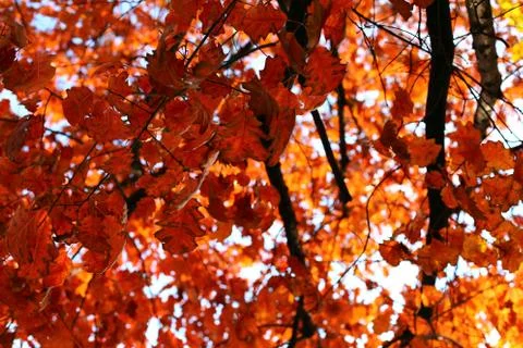 Autumn Stock Photos