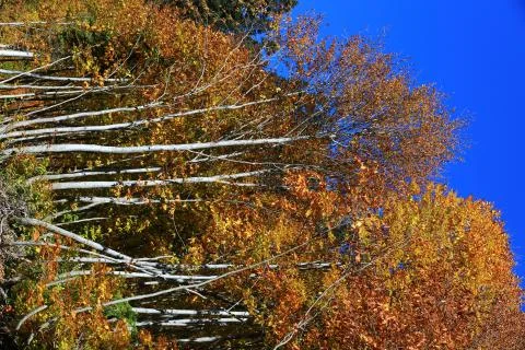 Autumn Stock Photos