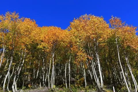 Autumn Foto stock