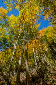 Autumn Stock Photos