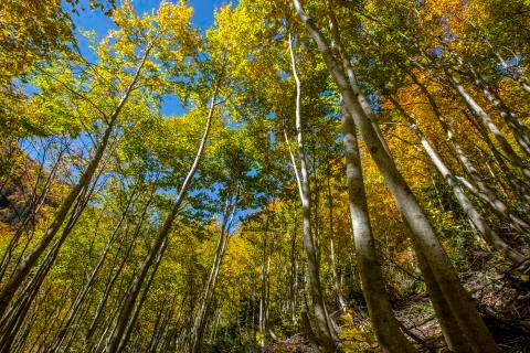 Autumn Foto stock