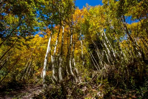Autumn Stock Photos