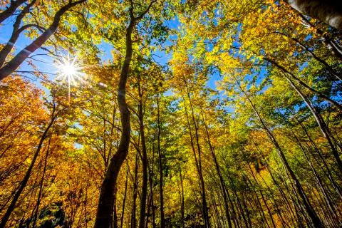 Autumn Stock Photos