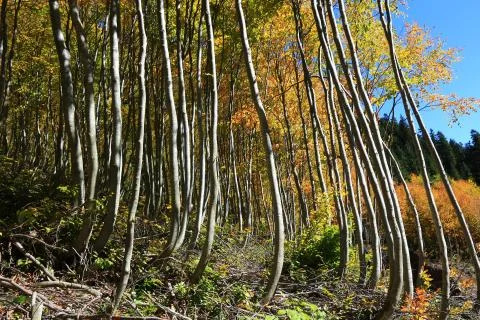 Autumn Stock Photos